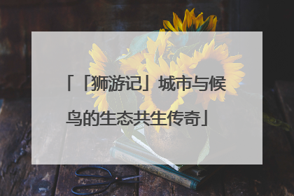 「狮游记」城市与候鸟的生态共生传奇