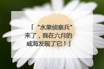 “水果侦察兵”来了，我在六月的威海发现了它！
