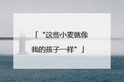 “这些小麦就像我的孩子一样”