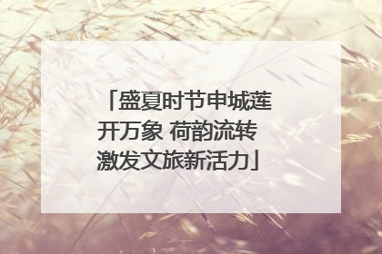 盛夏时节申城莲开万象 荷韵流转激发文旅新活力