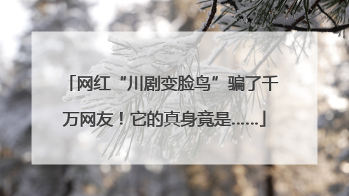 网红“川剧变脸鸟”骗了千万网友！它的真身竟是……