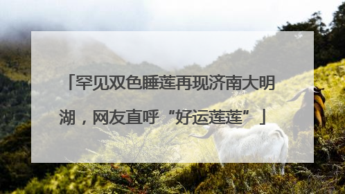 罕见双色睡莲再现济南大明湖，网友直呼“好运莲莲”