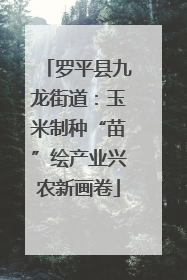 罗平县九龙街道：玉米制种“苗”绘产业兴农新画卷