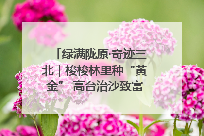 绿满陇原·奇迹三北｜梭梭林里种“黄金” 高台治沙致富很“从容”