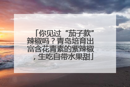你见过“茄子款”辣椒吗？青岛培育出富含花青素的紫辣椒，生吃自带水果甜