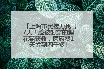 上海市民接力找寻7天！脸被射穿的狸花猫获救，医药费1天筹到四千多