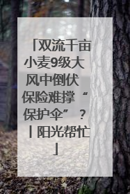 双流千亩小麦9级大风中倒伏 保险难撑“保护伞”？丨阳光帮忙