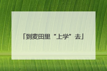 到麦田里“上学”去