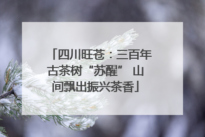 四川旺苍：三百年古茶树“苏醒” 山间飘出振兴茶香