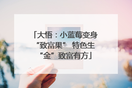 大悟：小蓝莓变身“致富果” 特色生“金”致富有方