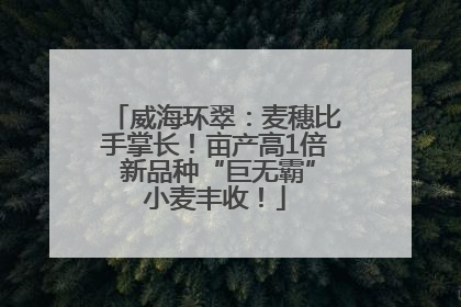 威海环翠：麦穗比手掌长！亩产高1倍 新品种“巨无霸”小麦丰收！