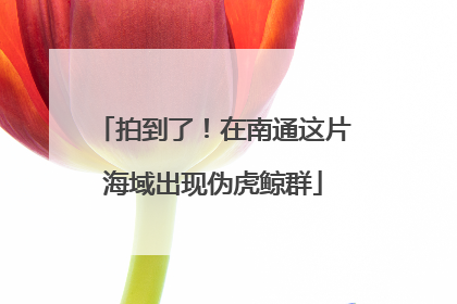 拍到了！在南通这片海域出现伪虎鲸群