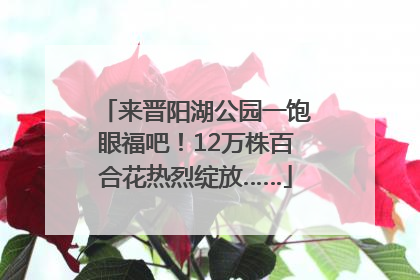 来晋阳湖公园一饱眼福吧！12万株百合花热烈绽放……