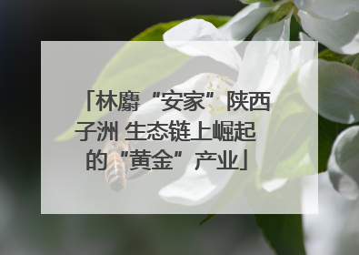 林麝“安家”陕西子洲 生态链上崛起的“黄金”产业