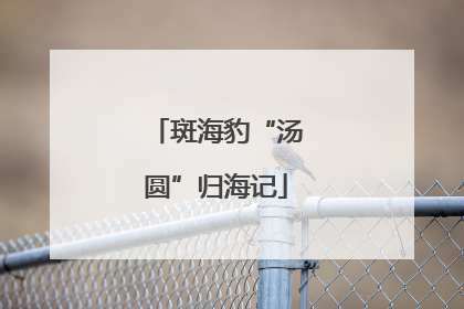 斑海豹“汤圆”归海记