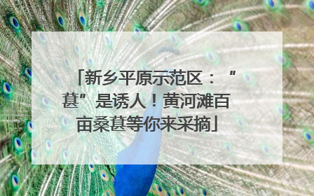 新乡平原示范区：“葚”是诱人！黄河滩百亩桑葚等你来采摘