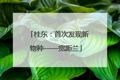 桂东：首次发现新物种——宽距兰