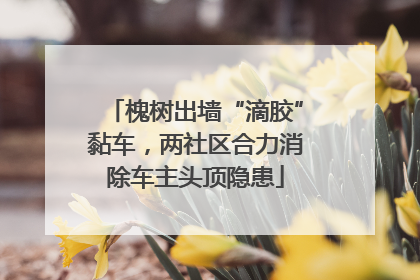 槐树出墙“滴胶”黏车，两社区合力消除车主头顶隐患