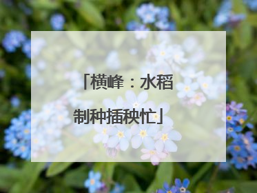 横峰：水稻制种插秧忙