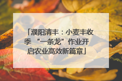 濮阳清丰：小麦丰收季 “一条龙”作业开启农业高效新篇章