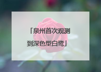 泉州首次观测到深色型白鹭