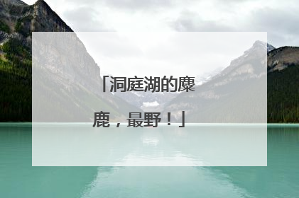 洞庭湖的麋鹿，最野！