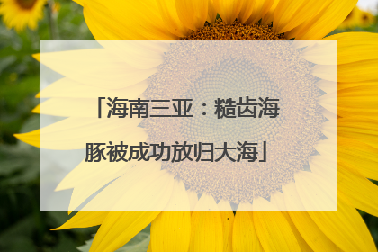 海南三亚：糙齿海豚被成功放归大海