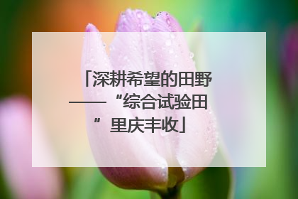 深耕希望的田野——“综合试验田”里庆丰收