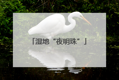 湿地“夜明珠”