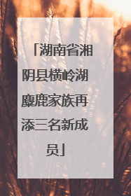 湖南省湘阴县横岭湖麋鹿家族再添三名新成员