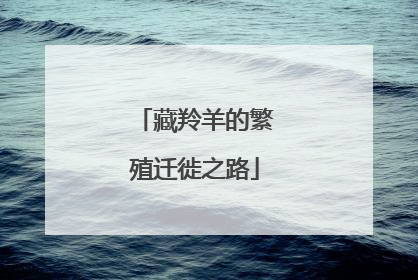 藏羚羊的繁殖迁徙之路