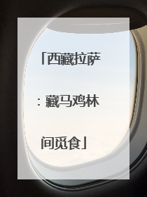 西藏拉萨：藏马鸡林间觅食