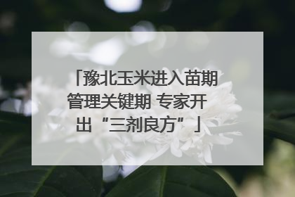 豫北玉米进入苗期管理关键期 专家开出“三剂良方”