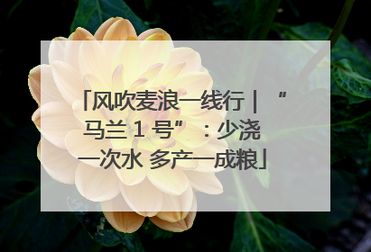 风吹麦浪一线行｜“马兰 1 号”：少浇一次水 多产一成粮