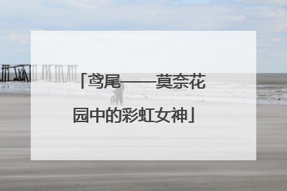 鸢尾——莫奈花园中的彩虹女神