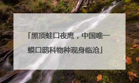 黑顶蛙口夜鹰，中国唯一蟆口鸱科物种现身临沧