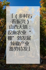 （乡村行·看振兴）山西天镇：设施农业“棚”勃发展 辣椒产业蓄势待发