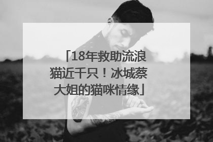 18年救助流浪猫近千只！冰城蔡大姐的猫咪情缘